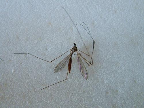 Réf. 263 148 : Dicranomyia sp.